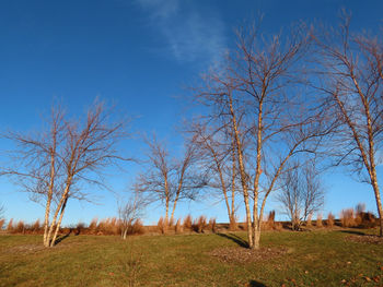 Bare trees on field against sky
