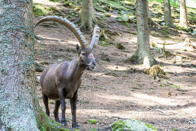 Deer standing in a forest