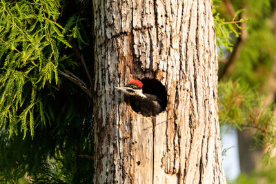 Bird perching in tree trunk