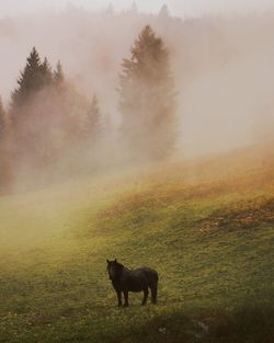 View of a horse on field