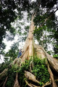 Low angle view of trees growing in forest