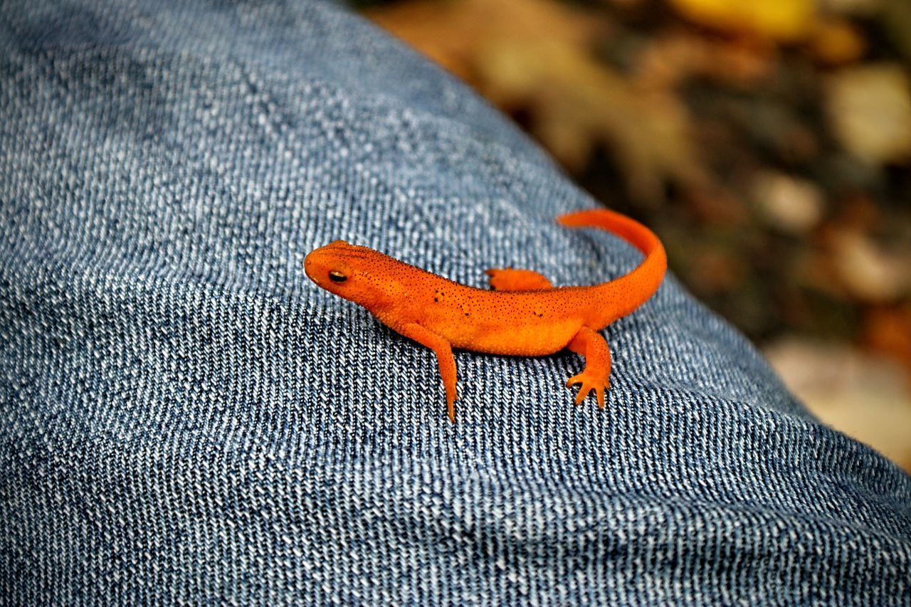 CLOSE-UP OF A LIZARD ON A ORANGE