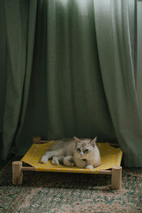Close-up of cat sitting on table