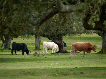 Cows grazing on field