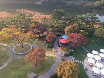 Plant growing in pond