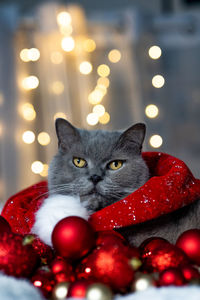 Close-up portrait of cat