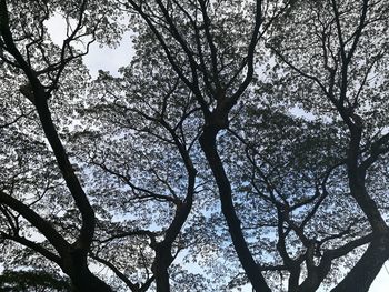 Low angle view of trees against sky