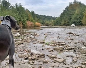 Dog by trees against sky