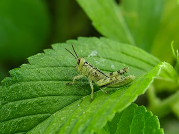 Close-up of insect on leaves
