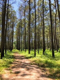 Dirt road amidst trees in forest