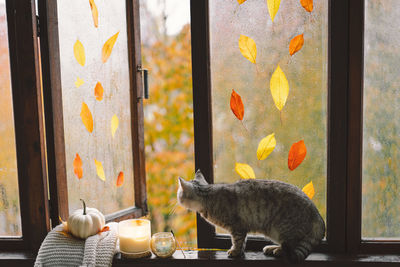 Cute cat with cozy autumn still life with pumpkins, knitted woolen sweater on a vintage windowsill