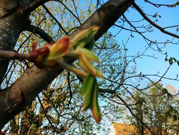 Low angle view of flowering tree against sky