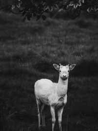 Portrait of deer standing on field