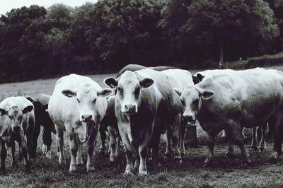 Cows standing in a field