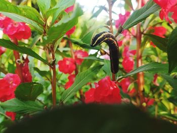 Close-up of insect on plant