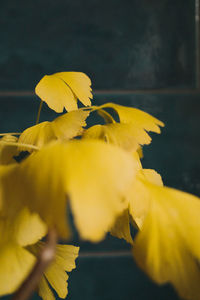 Close-up of yellow flowering plant