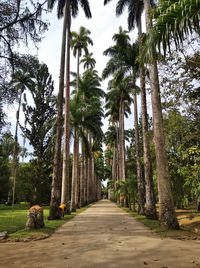Road amidst trees in forest