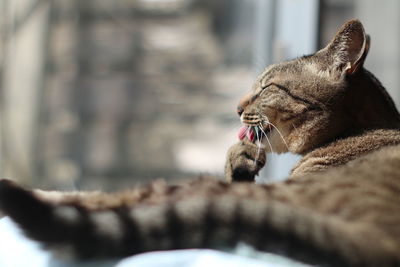 Close-up of cat yawning