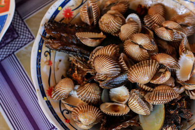 High angle view of shells