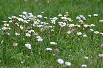 View of flowers growing in field