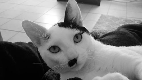 Close-up portrait of cat