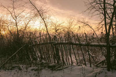 Scenic view of bare trees in forest during sunset