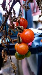 Close-up of fruits on tree