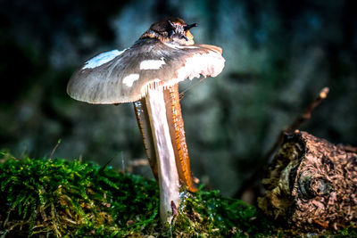 Close-up of mushroom growing on field