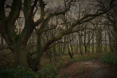 Trees in forest