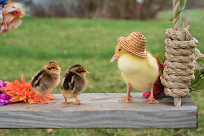 Close-up of domestic birds