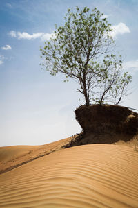 Tree on sand dunes against sky