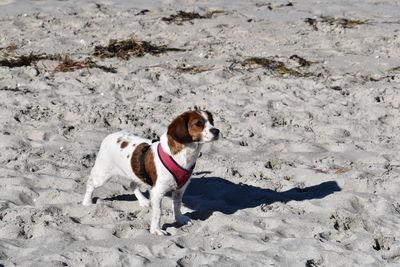 Dog on beach