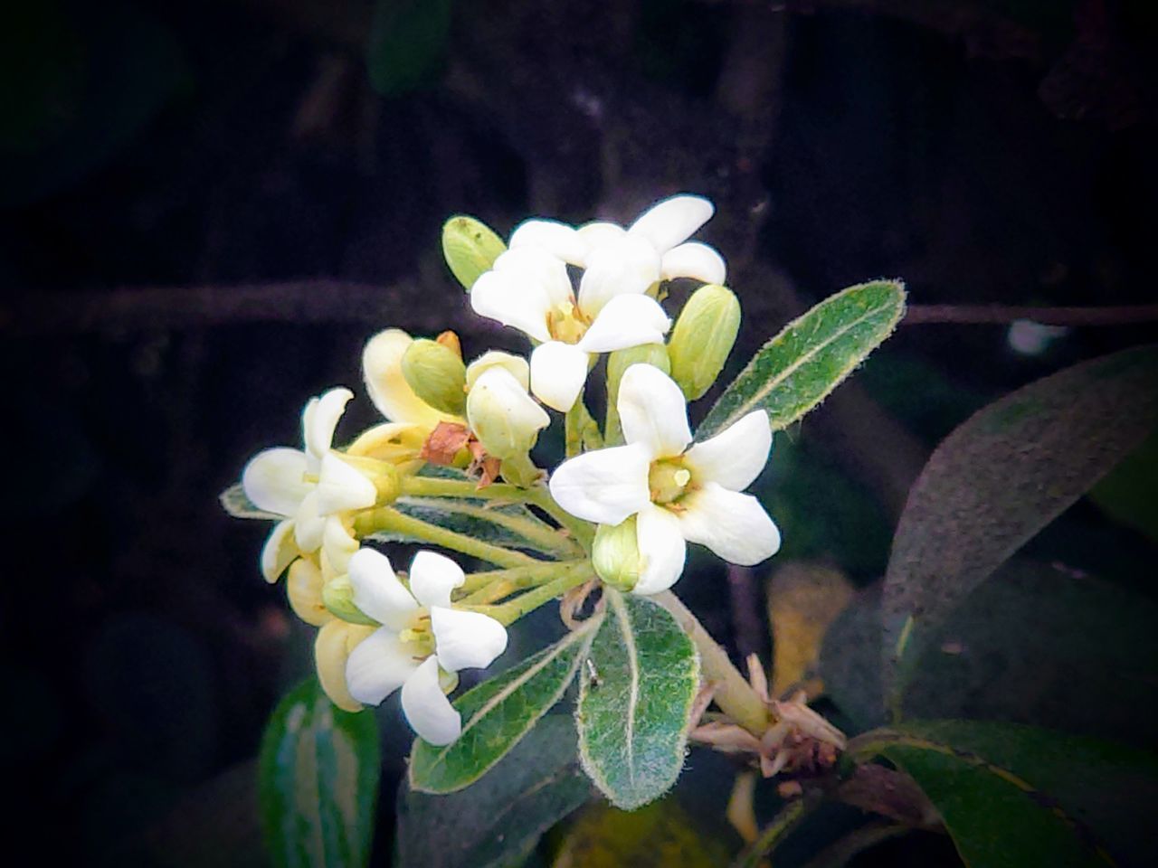 CLOSE-UP OF WHITE FLOWER WITH BUDS