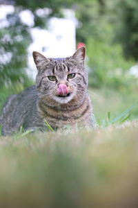 Close-up of cat