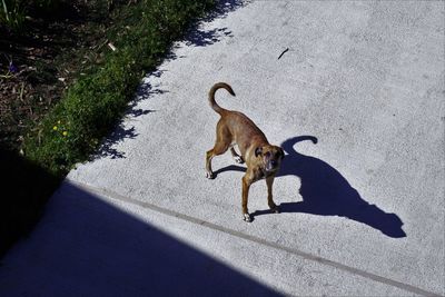 High angle view of dog on road