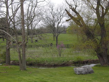 Trees on grassy field