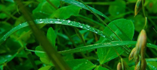 Close-up of wet grass