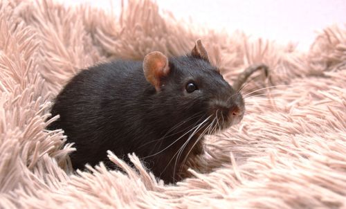 Close-up of mouse