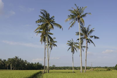 Palm trees on field against sky