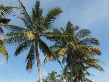 Low angle view of palm trees