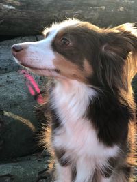 Close-up of dog looking away