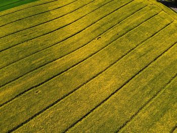 Full frame shot of agricultural field