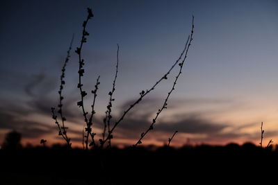 Low angle view of silhouette plants on field against sky at sunset