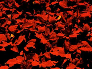 Full frame shot of orange rose leaves