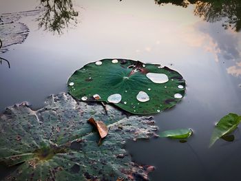 High angle view of plants floating on lake