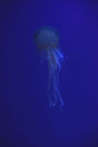 Jellyfish in sea