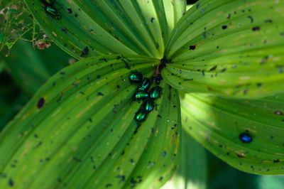 Close-up of insect on leaf