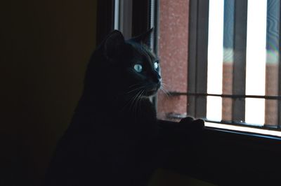 Close-up of cat looking from window at home