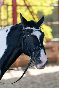 Close-up of horse