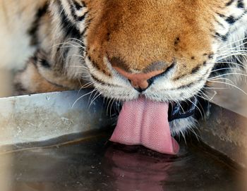 Close-up of drinking tiger